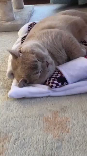 猫用布団で気持ち良さそうに寝る ぽてと