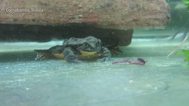 VIDEO: Almost a year after conservationists sent out a plea to help save a species of Bolivian aquatic frog by finding a mate for Romeo, the last remaining member, his very own Juliet has been tracked down deep inside a forest