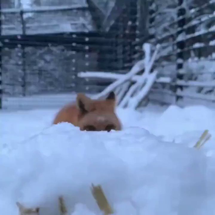 雪の中スローで迫りくるキツネさんかわいいなぁ～！キツネについてちょっと調べてみた