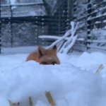 雪の中スローで迫りくるキツネさんかわいいなぁ～!キツネについてちょっと調べてみた