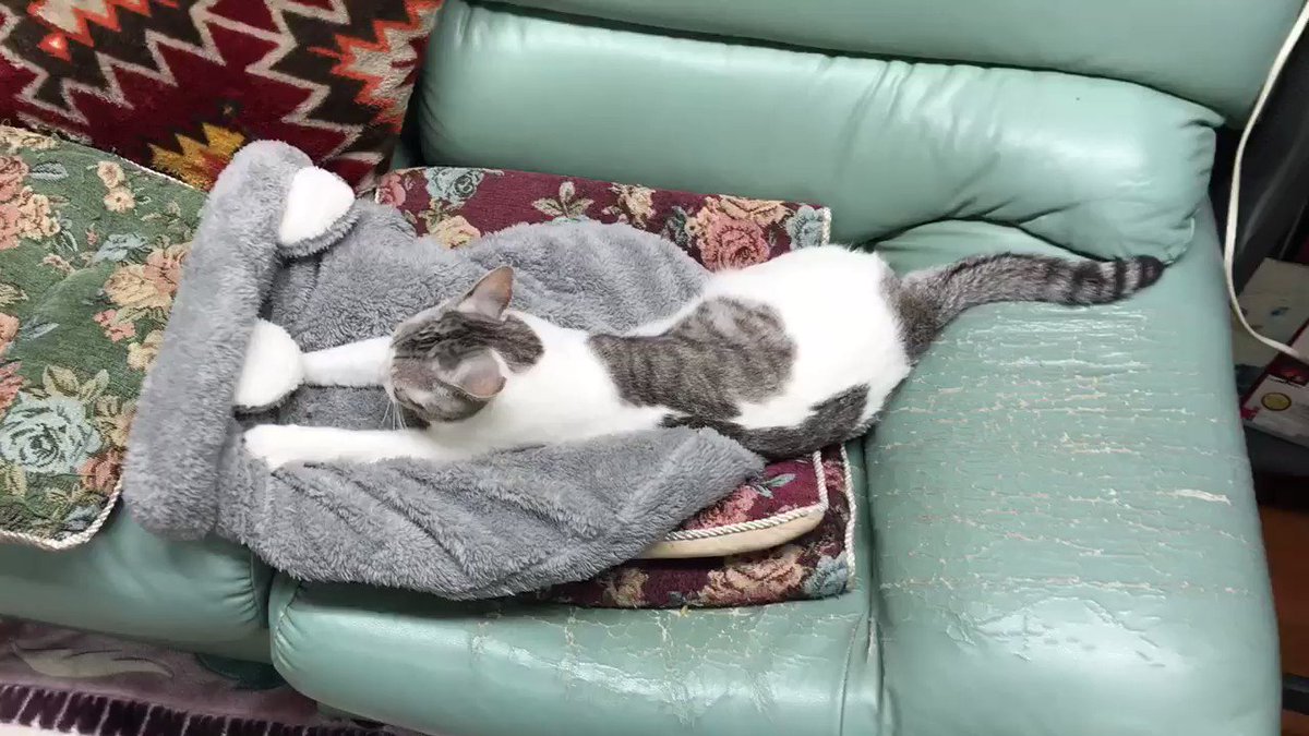 手抜きふみふみとうふ
#猫