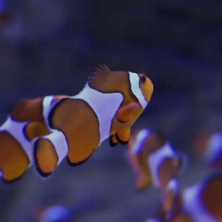 Most social groups of clownfish are led by one dominant female fish.