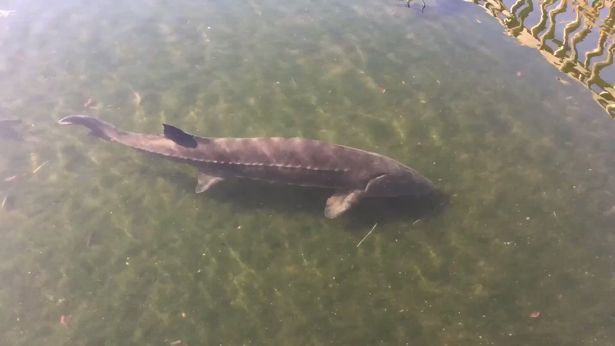 さいたま水族館 羽生水郷公園 公式 V Twitter さいたま水族館のチョウザメ動画です さいたま水族館 シロチョウザメ T Co Cyexrikosb Twitter