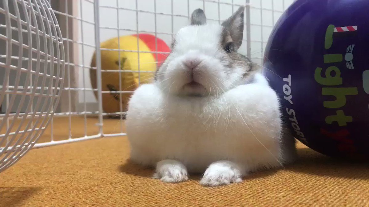 うさぎの仕草からわかる気持ち 行動の意味を理解しよう まつごろう王国
