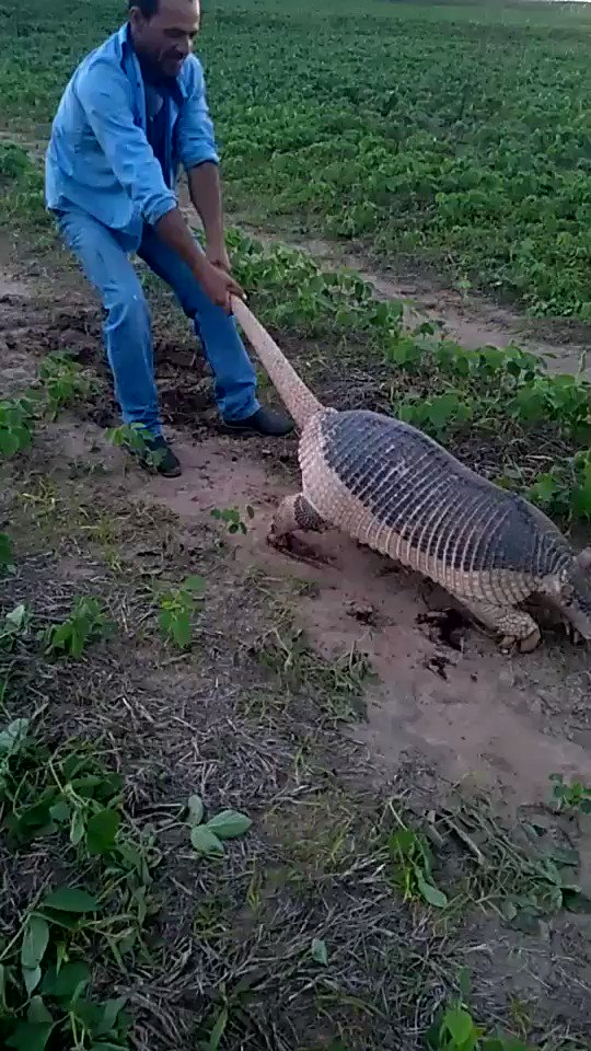 Holy Moly look at the size of this armadillo!!!