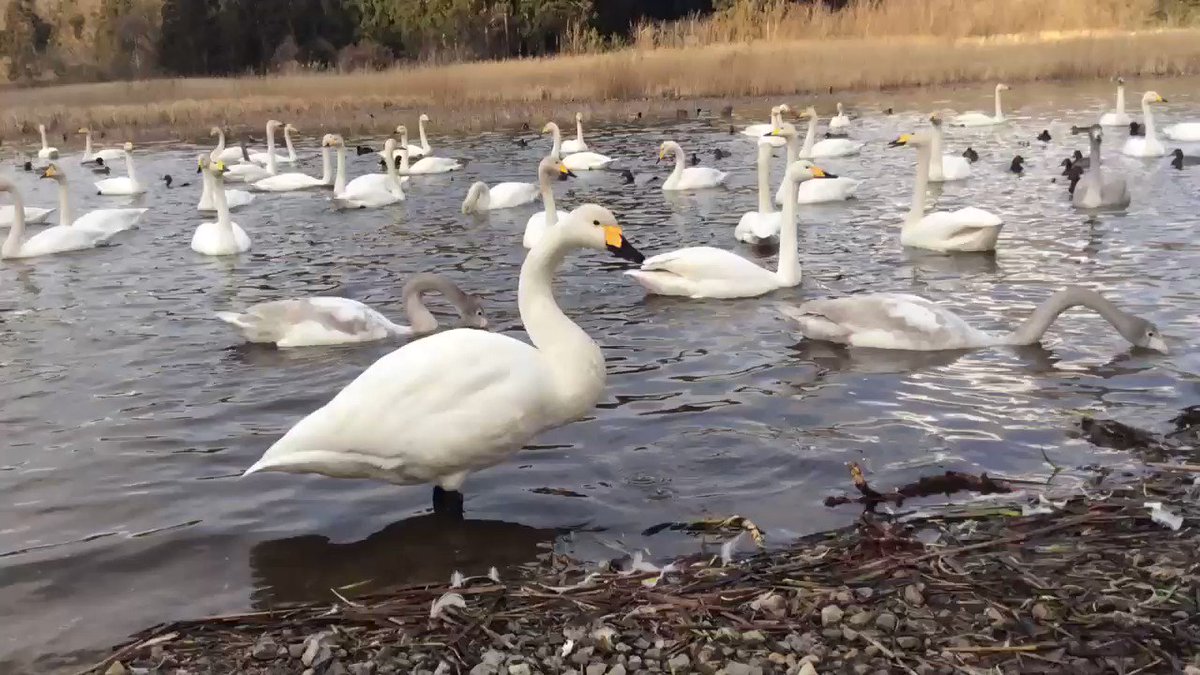 白鳥は足が見えないほうがいい!?
#白鳥