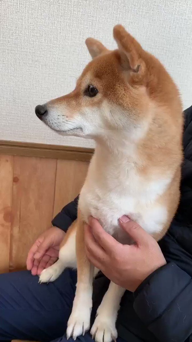 震えながらもよく頑張った 病院が怖いワンちゃんの頑張る姿が応援したくなる ねとらぼ 震えながらもよく頑張った 病院が怖いワンちゃんの頑張る姿が応援したくなる ねとらぼ