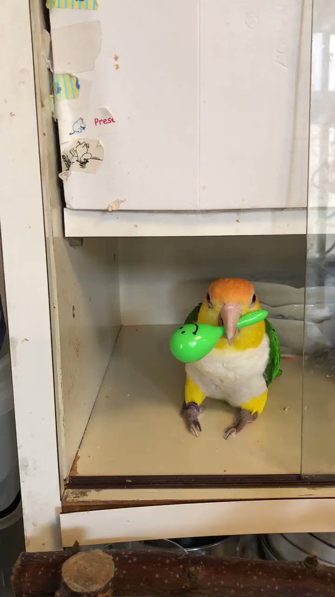 かわいい動物 全1373枚 Twitterで話題の人気画像まとめ 新着順95ページ目