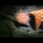 逃げるイソギンチャク!イソギンチャクって泳げるんだ