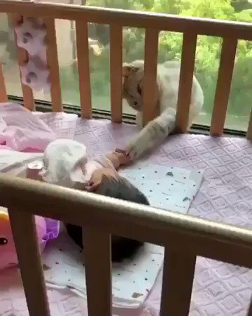 赤ちゃんに「よろしくね」とご挨拶しているねこちゃん！！手がなんとも可愛い！！