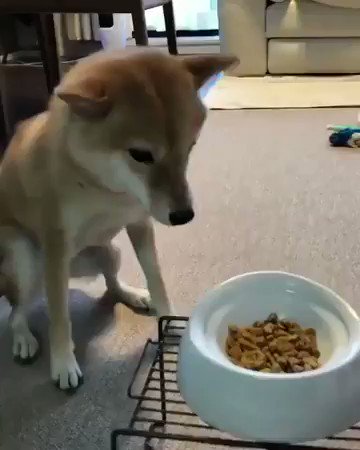 待ての様子が最高にかわいすぎるわんちゃんｗ興奮状態ｗｗｗ