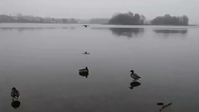 カモが着水しようとした結果？湖面が凍ってツルツルwww