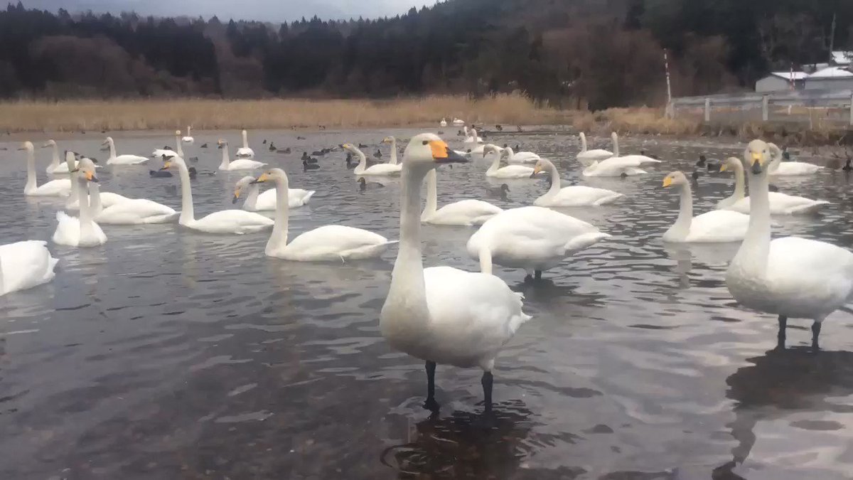 警戒心のない白鳥です。
#白鳥
#新潟県