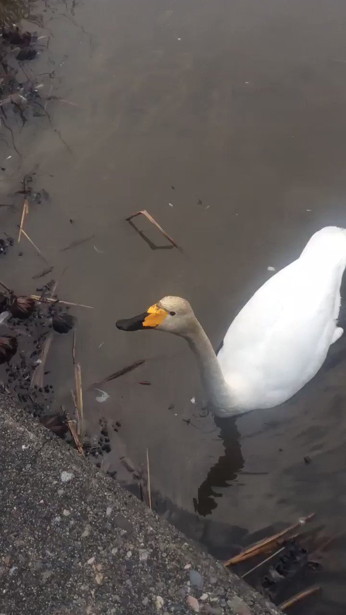 昔、シェパードのチコ(女の子)を飼ってる時、散歩中に鳩にエサをあげてたら家までついて来るようになって親に怒られました。
君たち…ついて来ないよねえ…!?
#白鳥
#新潟県
#柏崎市
