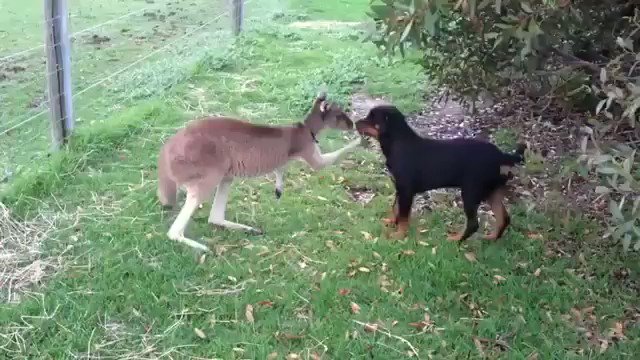 カンガルーによしよしされるわんこ！
