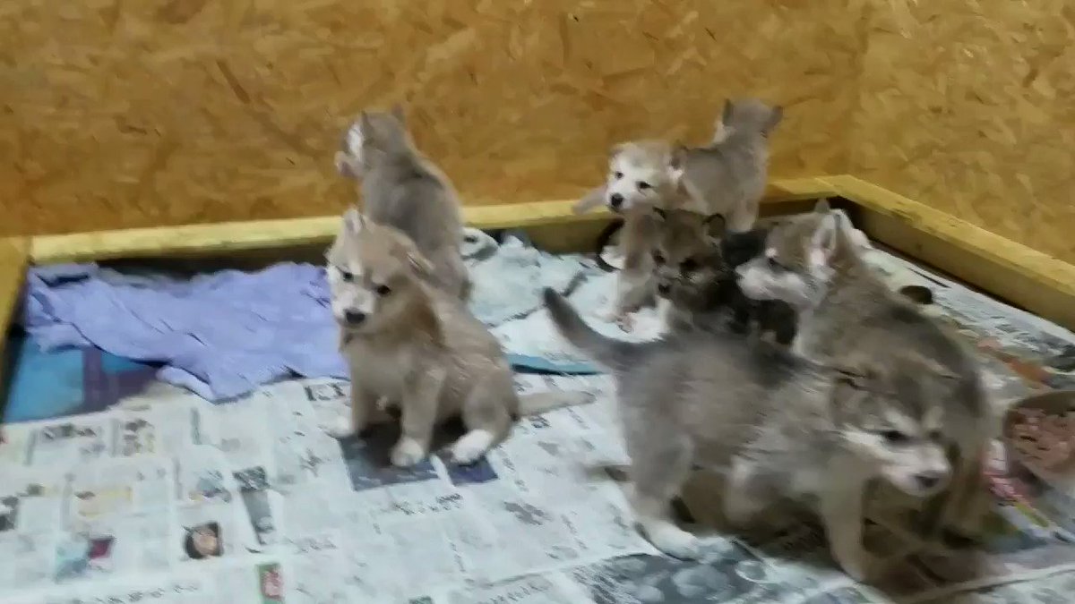 Wild Bullet 赤ちゃん狼犬達の遠吠えもどうぞ Wild Bullet 赤ちゃん狼犬達の遠吠えもどうぞ