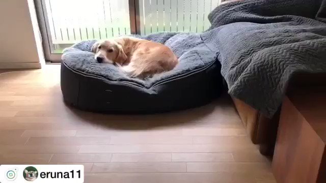 アンビエントラウンジ 犬ベッドから動きたくないわんちゃん Eruna11 様のご愛犬より Ambient Lounge Japan Ambientloungejp Ambientlounge アンビエントラウンジ ゴールデンレトリバー 犬 ペット ペットベッド 犬ベッド インテリア アンビエントラウンジ 犬ベッドから動きたくないわんちゃん Eruna11 様のご愛犬より Ambient Lounge Japan Ambientloungejp Ambientlounge アンビエントラウンジ ゴールデンレトリバー 犬 ペット ペットベッド 犬ベッド インテリア