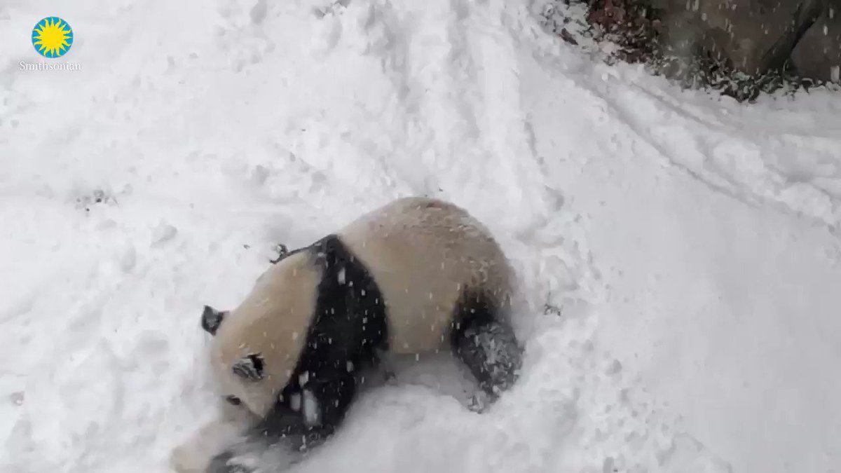 Missed your 🐼 panda fix? We’ve got you covered and all your other top news from the Zoo and Smithsonian Conservation Biology Institute. #WeSaveSpecies #PandaStory
READ https://nationalzoo.si.edu/animals/news/top-animal-news-updates …