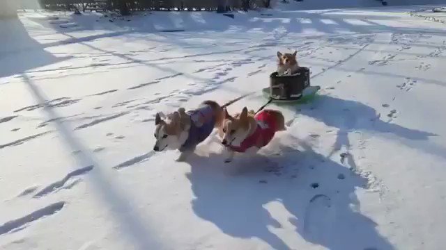 Corgis pulling store sled