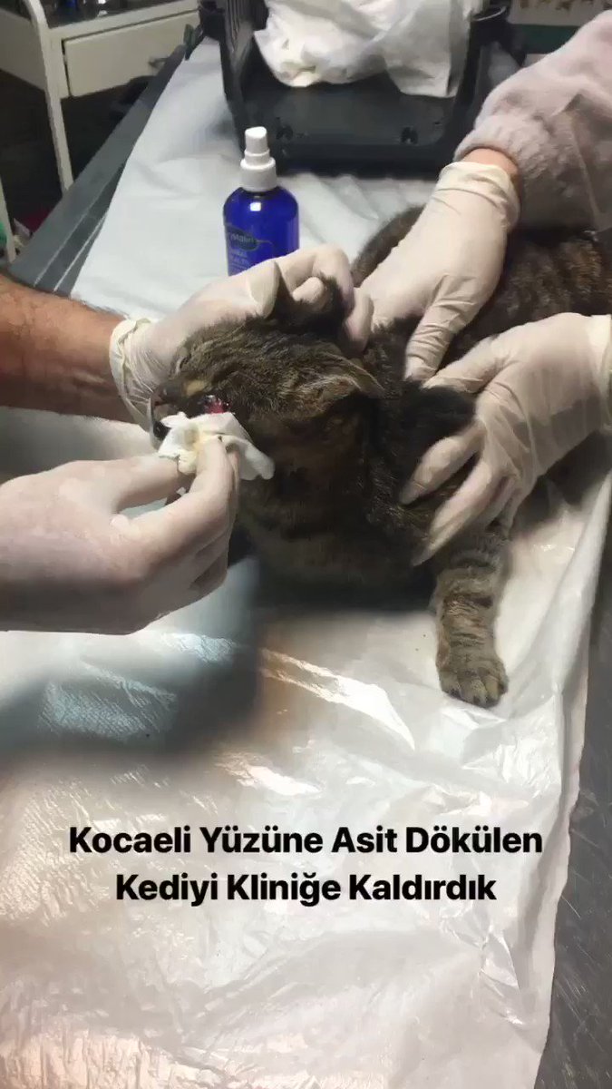 Kedi bu ya kedi. Üstelik de hamile bir kedi...
Dünyada kapladığı alan iki karış be.
Varlığı bile belli olmayan bir hayvancağız...
Hangi aşağılık yaratık yaptıysa umarız ki aynı acıyı tatsın...
*Kocaeli’den ihbar üzerine aldığımız yüzüne asit dökülerek yakılan hamile kedi