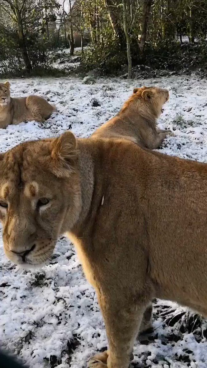 We are open as normal today, the animals have access to their indoor spaces and may choose to be indoors in the #CorkSnow .
We urge visitors to only travel if it is safe to do so.
https://t.co/Azm4a9YRu8
#Snow #Lions https://t.co/1pDFzvgoUg