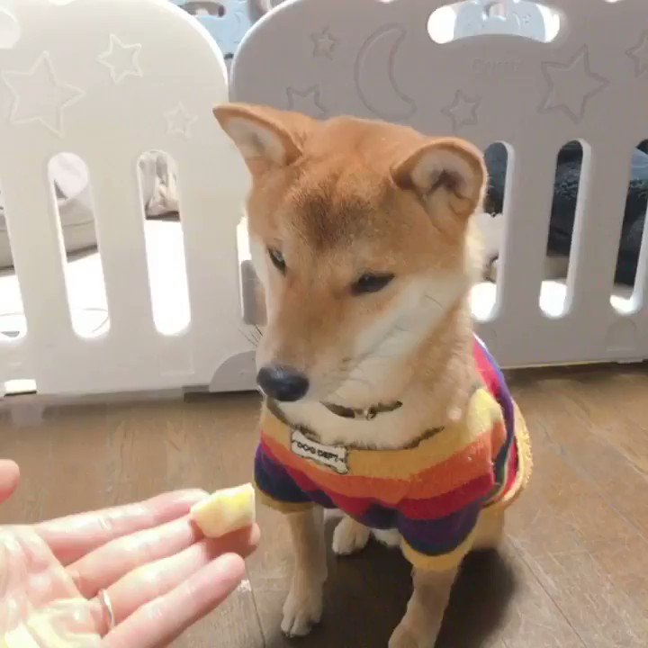 O Xrhsths 柴犬りんご郎 Sto Twitter パパが あげてるのに 食べ終わったらすぐママのもとへ パパはもう用済みってわけか 共食い