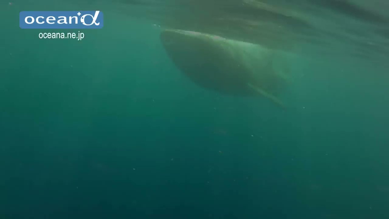 ポポロン Auf Twitter 300匹のジンベエザメが群れる海 T Co Gognicemyq メキシコ湾のイスラ ムヘーレス島沖にジンベエザメの大群が 集まる海域があります ジンベイザメ 沖縄美ら海水族館 おきなわちゅらうみすいぞくかん T Co