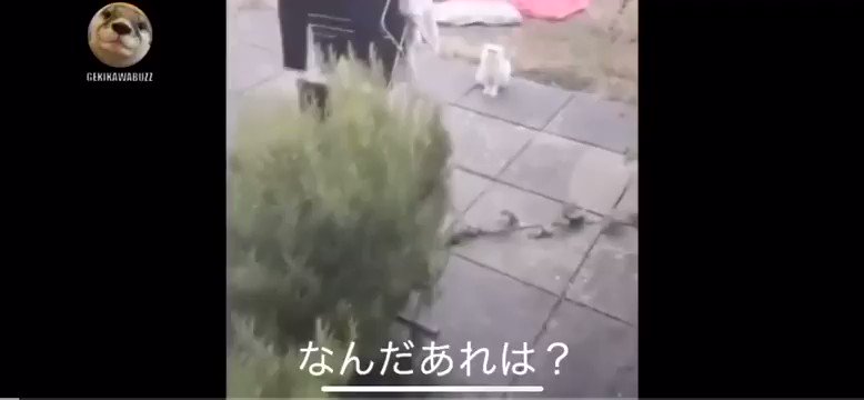 猫の顔やばい。ネコにキレる動画何回見ても笑う