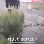 猫の顔やばい。ネコにキレる動画何回見ても笑う