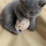 ぬいぐるみがぬいぐるみを可愛がってるw子猫とハムスター