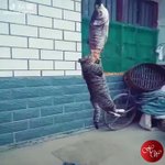 猫の執念がすごい!吊るされてる魚を頑張って食べてる!