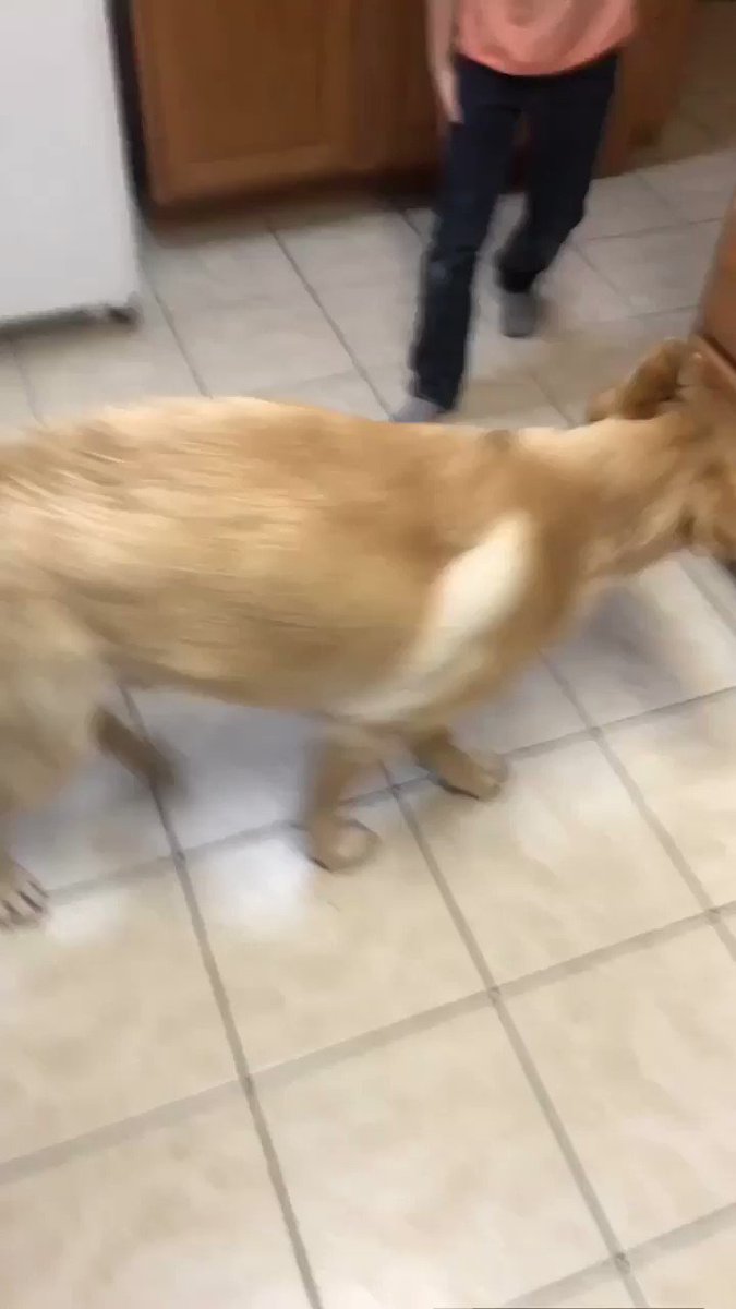 I have the coolest dog