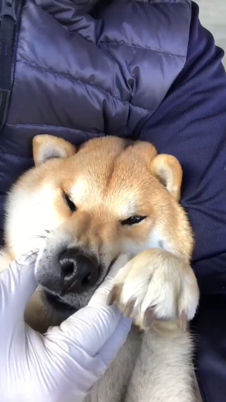 ゴン太様 柴犬ゴン太。 (@1127Gonta) / X