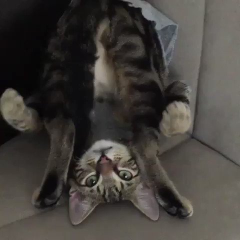 どうなってるの？！(((((((・・;)wwwサカサまねき猫www手まねき？足まねき？??おもしろかわいすぎる～ねこちゃん??～?