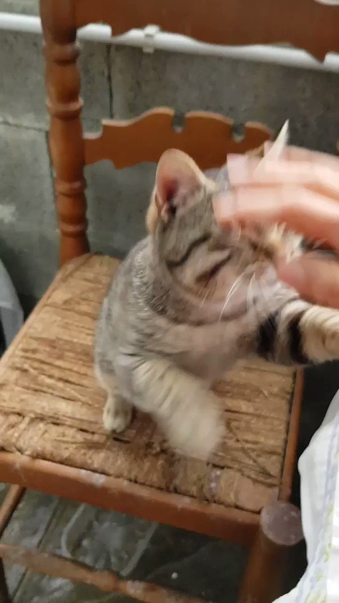 Pippo, 10-12 mesi, è buono, socievole, tenero e gli piace tanto gioccare 😻💖
Si cerca per lui casa con spazio esterno.
Chiama 346-7713011 (10-19h) o scrivi
adozioniama@gmail.com #gatti #Adozione #Firenze #toscana #AdoptMe