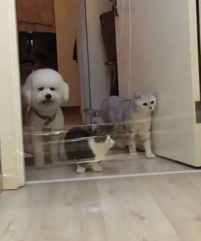 猫は軽々クリア！ラップを飛び越えられずあたふたしちゃう犬が可愛いwww