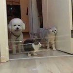 猫は軽々クリア!ラップを飛び越えられずあたふたしちゃう犬が可愛い!