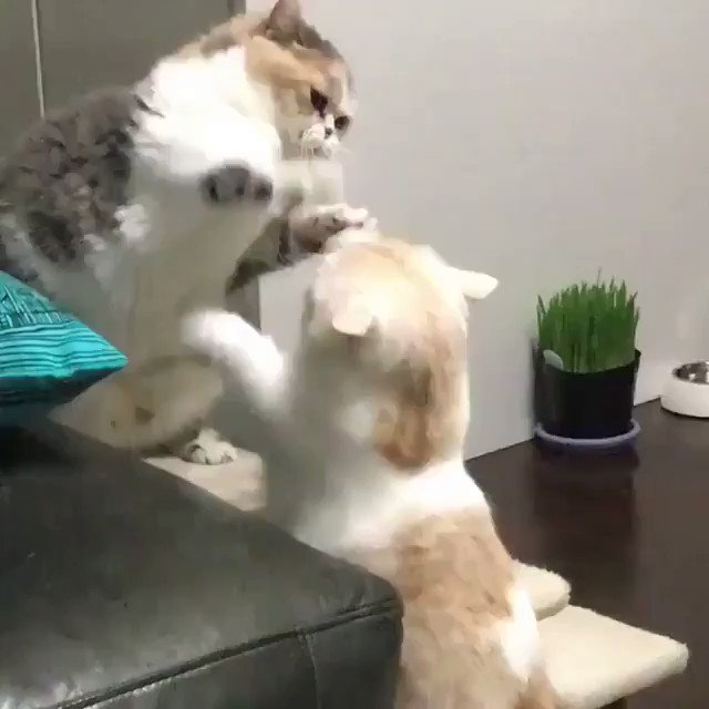 猫のケンカってこんなんなん？www柔らかくてもふもふしたケンカに癒されるwww