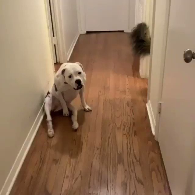 This dog LOVES her wheelchair cause it means she gets to play outside 🐶💛