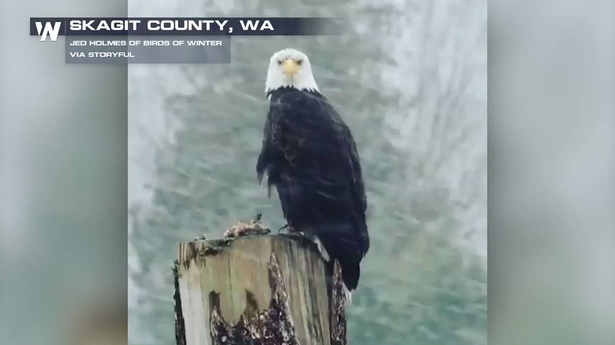 **EAGLE ALERT!** Check out who got caught on camera on Wednesday out and about in the snow! #wawx
