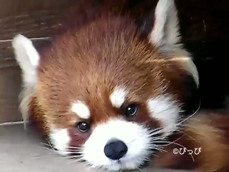 パンツ redpanda ぴっぴ (@CurledTails) / X