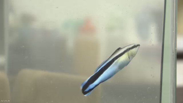 魚って鏡に写った自分の姿を分かっているらしい‼魚ってこんな事もできるんだ～?