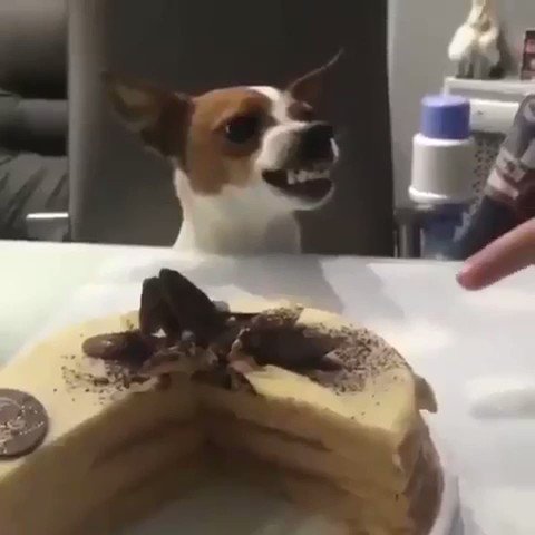 Cuando me quitan lo emperrada con comida... 🤬🍰