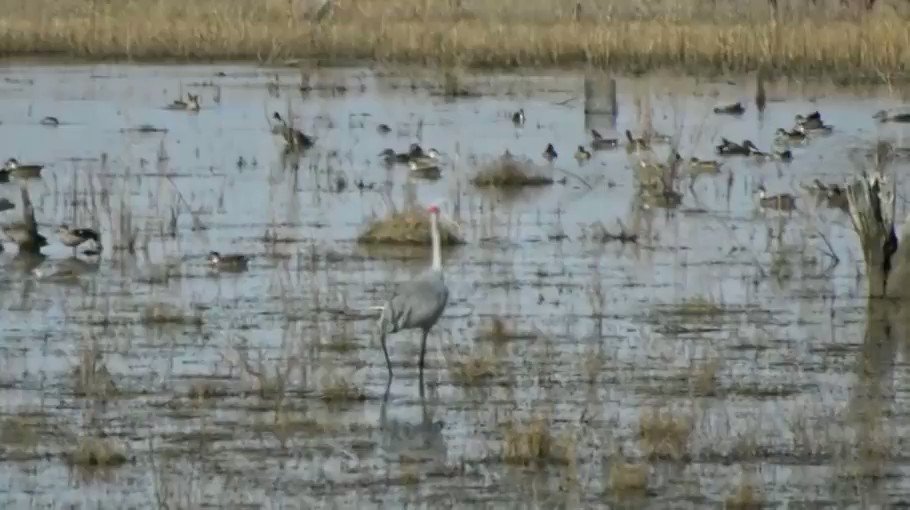 We could watch this all day
#BreakfastwiththeBirds #CMAsGetItDone #LakeMurphy
@AusLandcare @VicEWH @LisaNevilleMP