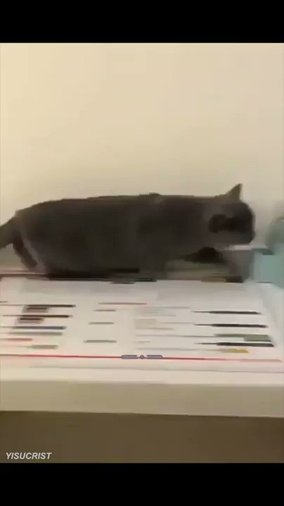mi gato ha jugado demasiado al skyrim