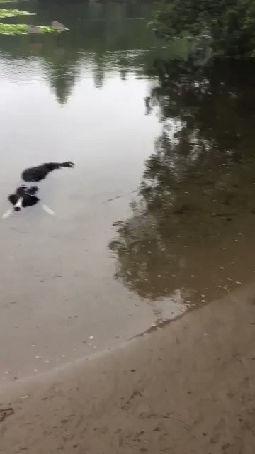 🔴Vendo cocodrilo 🐊 ¡BARATO! A veces ladra pero es porque lo hacen enojar.
De favor, sino sabe de cocodrilos no me arruine la venta, gracias.