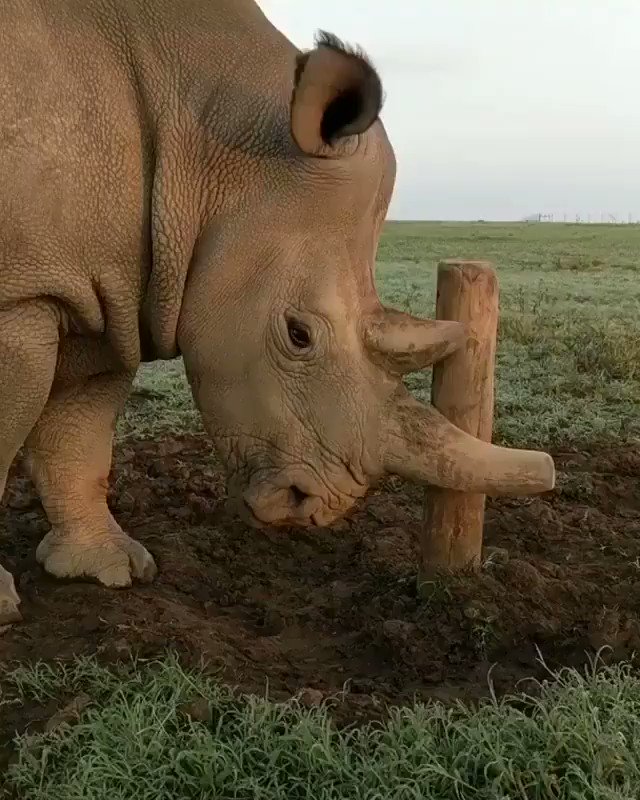 Perkenalkan, namanya Fatu, salah satu dari dua Badak Putih yg tersisa didunia. Cowoknya, namanya Sudan, sudah meninggal tahun lalu.
Fatu dan satu temannya yg sama2 betina merupakan perwakilan dari kepunahan spesiesnya akibat perburuan cula.