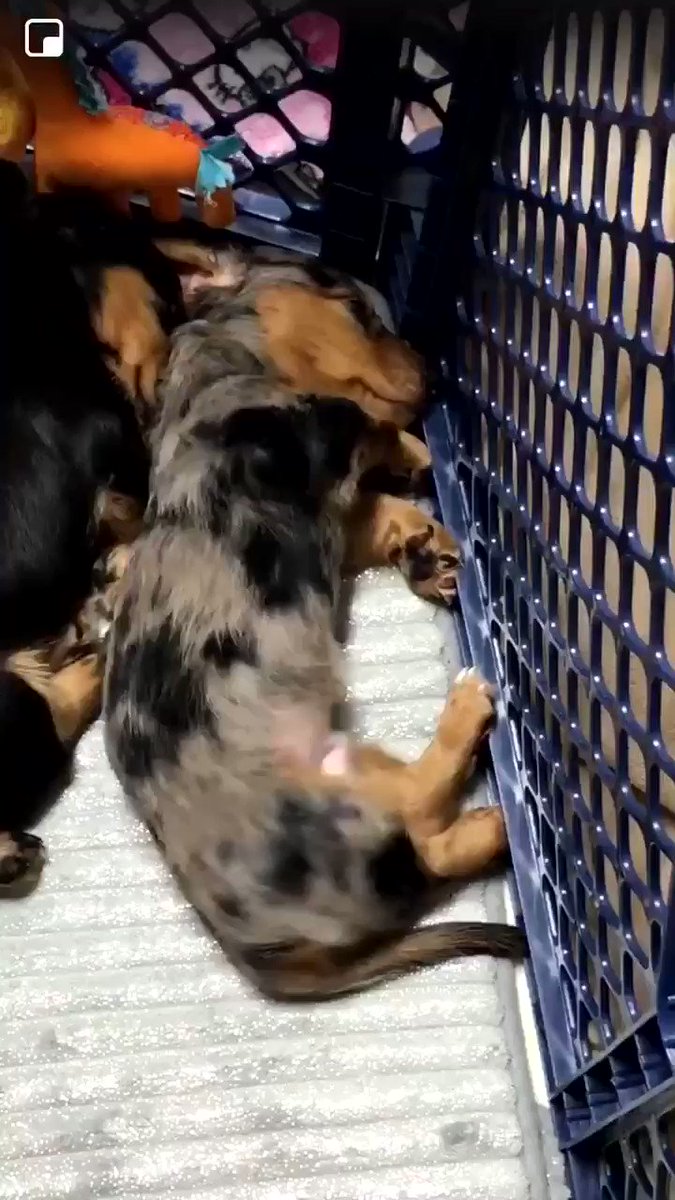 PUPPY WAS HAVING A BAD DREAM AND LOOK WHAT ITS SISTER DID I AM CRYING MY EYES OUT