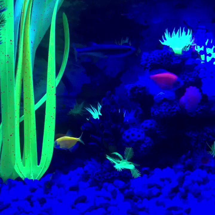 glofish glofish twitter account