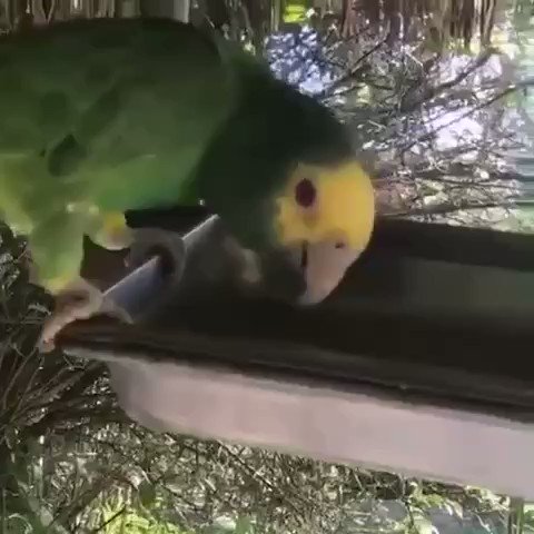 Con todo respeto para los americanistas, incluidos Jesús y Cuauhtémoc, pero miren la porra del loro palencano de los Aluxes.